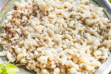 Fire ant or mod dang eggs, delicious Thai food ingredient from ant nest.