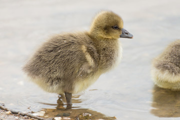 Grey Goose Chicken on german sea