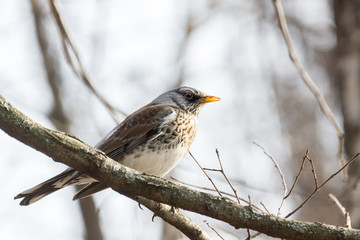 thrush on a tree