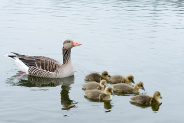 Grey Goose with six chickens in the water