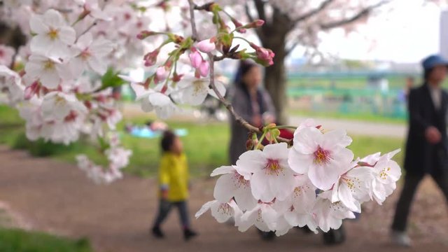 4K・満開の桜を楽しむ人々_4-182