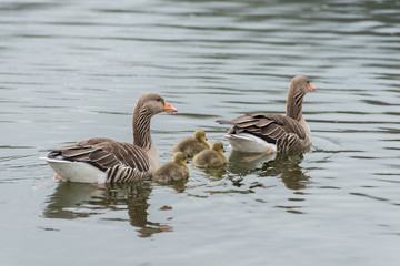 Family of grey goose with three chicken in the water in spring