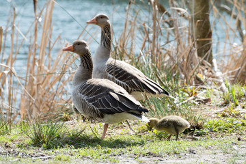 Two adult gray goose with chicken