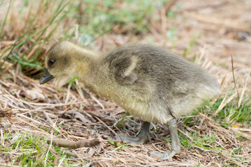 Gray Goose chicken in grass