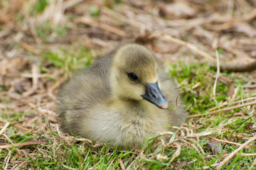 Gray Goose chicken in grass