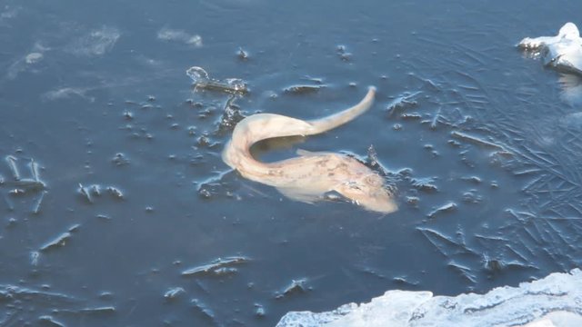 Slippery like snake fish hit in ice captivity and rushes in shallow water on  surface
