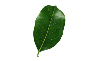 Green jackfruit leaf isolated on white background