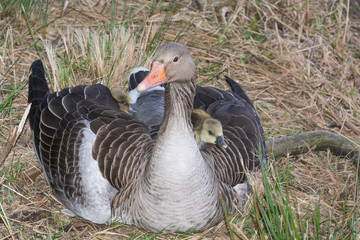 Two Gray Goose Chicken hiding in their Mothers Wing.