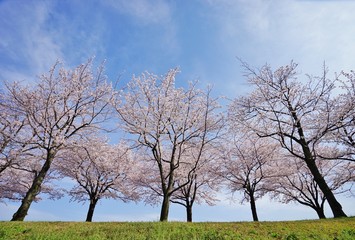 桜並木