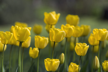 Fototapeta premium yellow tulips
