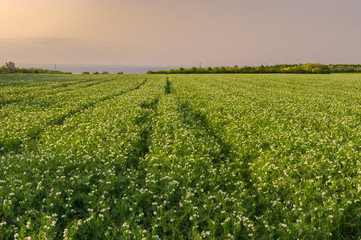 Pea field at evening time in central Ukraine