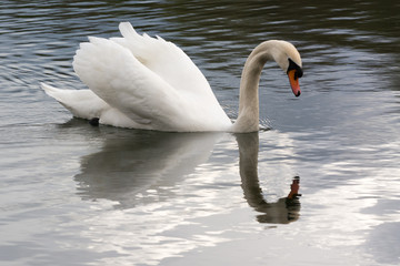 White Swan searching for food in spring 2016