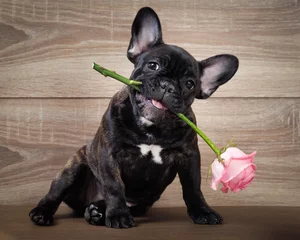 Photo sur Plexiglas Chien Funny dog with a flower in his mouth. French bulldog puppy. Background wood. Flower rose pink 