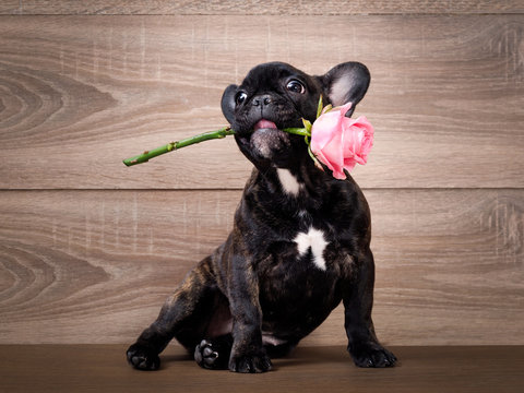 Funny dog with a flower in his mouth. French bulldog puppy. Background wood. Flower rose pink 