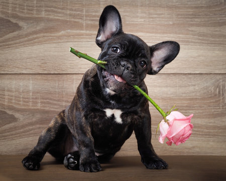 Funny dog with a flower in his mouth. French bulldog puppy. Background wood. Flower rose pink 