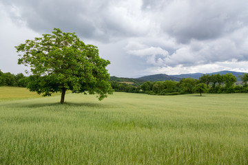 Fototapeta na wymiar Beautiful landscape and lone tree in Tuscany