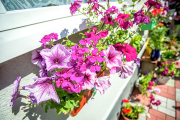 summer flowers in a pot on the windowsill outside
