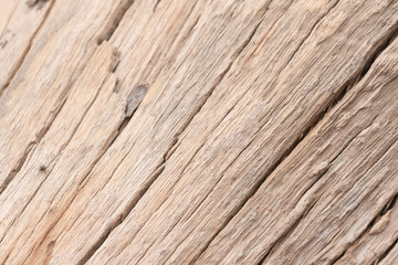 Wood texture of cut tree trunk