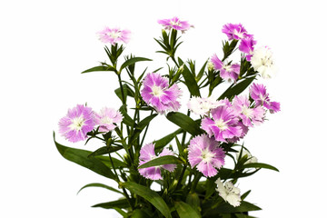 Dianthus chinensis (China Pink) Flowers on white background