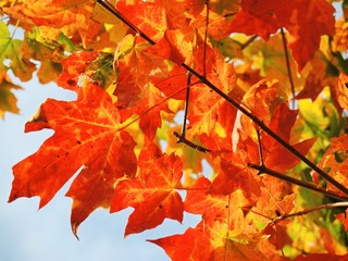 Colourful Autumn Leaves.