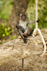 Wild monkey on the swing II