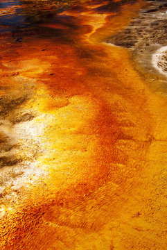 Thermophiles-microorganisms "chemotrophs" living at 122-140°F (50-60°C) in Yellow stone national park.