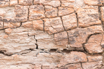 Wood texture of cut tree trunk