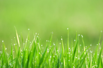 Morning dew on a grass, very shallow depth of field