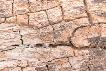 Wood texture of cut tree trunk