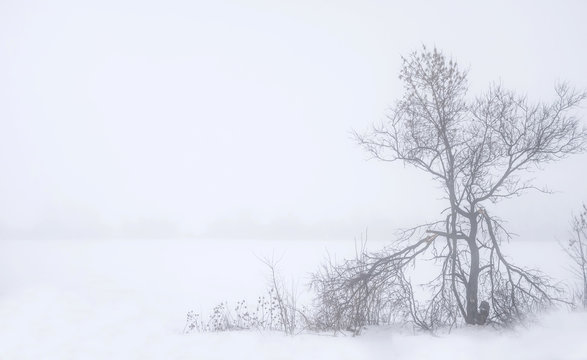 foggy landscape with old broken tree and snowy field