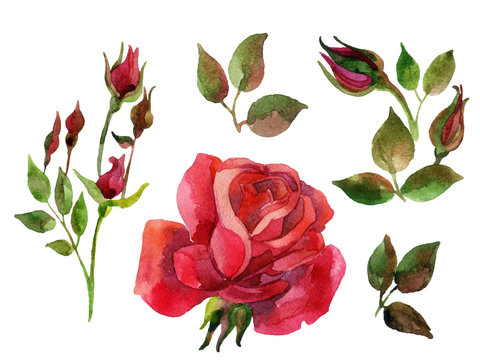 Set of isolated elements of red roses