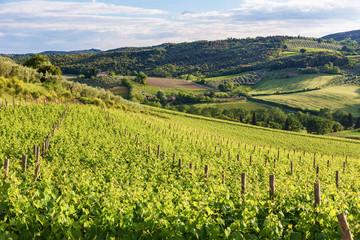 Fototapeta na wymiar Typical Tuscan landscape with vineyards in Tuscany