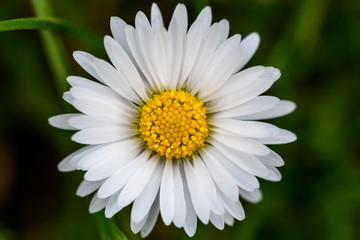 G&auml;nsebl&uuml;mchen 