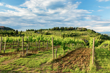 Fototapeta na wymiar Typical Tuscan landscape with vineyards in Tuscany