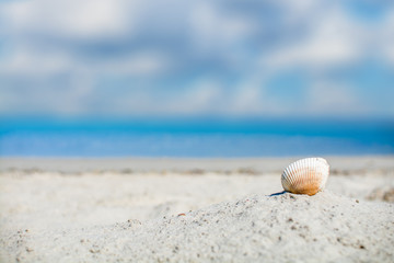 Shell on the sand beach