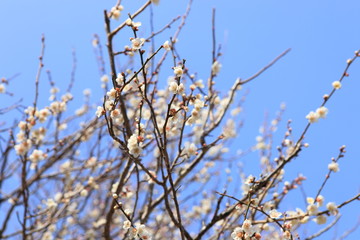 梅の花