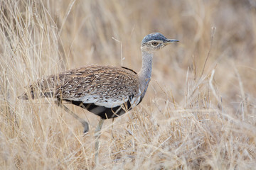 Black-bellied Korhaan (Lissotis melanogaster), Kruger Park, South Africa