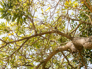 Fototapeta premium tree from bottom view