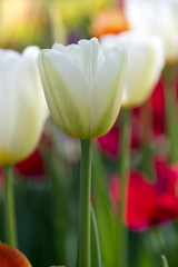 Beautiful tulips, fresh spring flowers, flowerbed