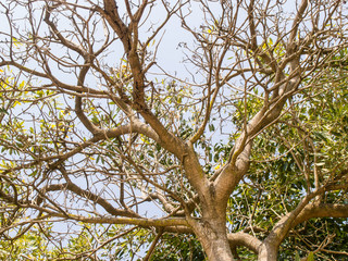 tree from bottom view