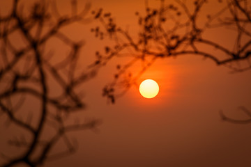 Beautiful sunset with silhouete of Blurred branches. focus on su