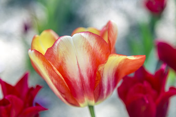 Beautiful tulips, fresh spring flowers, flowerbed, Emirgan City Park, Istanbul, Turkey