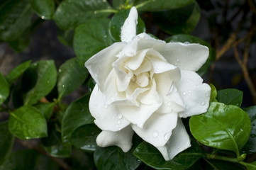 Gardenia jasminoides flower.