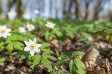 Wood anemone flowers blooming at the early spring forest. Soft focus.