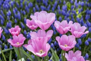Obraz na płótnie Canvas Beautiful tulips, fresh spring flowers, flowerbed, Emirgan City Park, Istanbul, Turkey