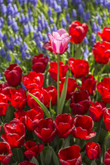 Beautiful tulips, fresh spring flowers, flowerbed, Emirgan City Park, Istanbul, Turkey
