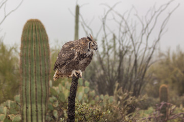 Great horned Owl