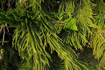 Naklejka na ściany i meble Branch of needle pine trees with sunrise light