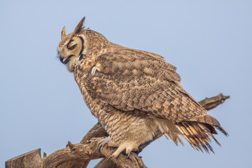 Great horned Owl