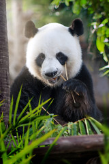 Naklejka premium portrait of nice panda bear eating in summer environment